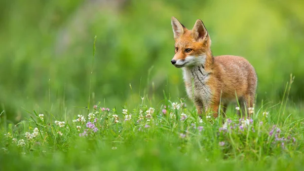 Маленька червона лисиця дивиться на луг в літній природі . — стокове фото