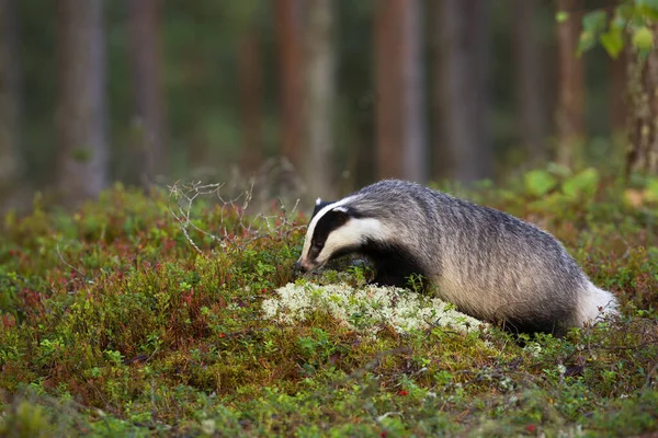 Texugo europeu faminto farejando cranberries de montanha e líquen branco na floresta — Fotografia de Stock