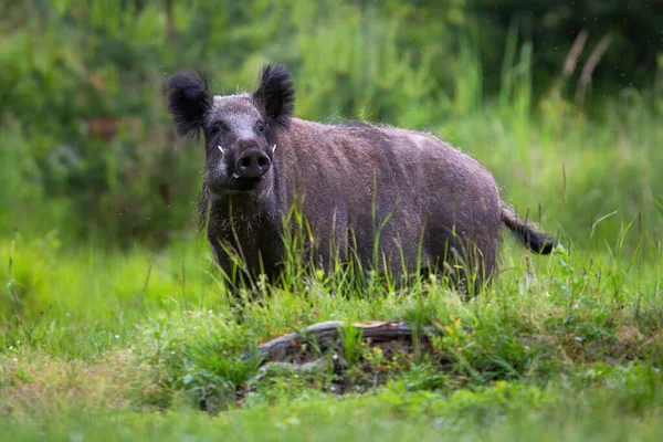 Wild boar looking to the camera on grass in summer — Stock Photo, Image