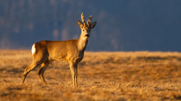 Roe ελάφι ελάφι buck κοιτάζοντας στο λιβάδι την άνοιξη κατά την ανατολή. — Φωτογραφία Αρχείου