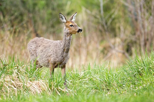 Gravid corça cervo fêmea pastando grama no prado verde na natureza primavera. — Fotografia de Stock