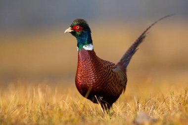 Sonbahar doğasında tarlada yürüyen yaygın sülün erkek..