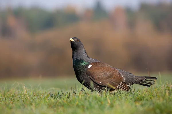 Western capercaillie observing on grassland in autumn — Stock Photo, Image