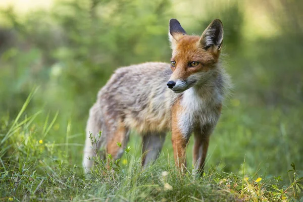 Zorro rojo mirando en los pastizales en la naturaleza veraniega —  Fotos de Stock