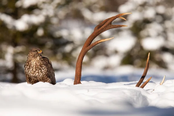 Poiana comune che guarda le corna sulla neve in inverno — Foto Stock