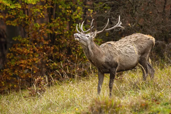 Rådjur sniffar på torr gräsmark i höstens natur — Stockfoto