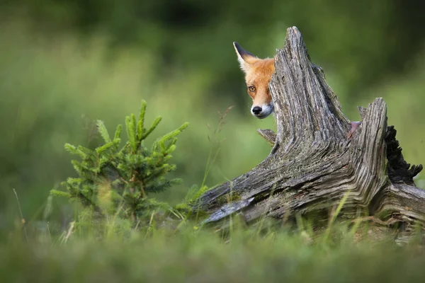 Czerwony lis chowa się za bagażnikiem wiosną natura. — Zdjęcie stockowe