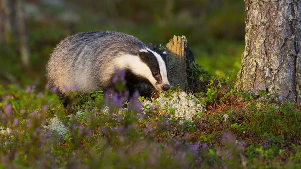 Beautiful european badger smelling white lichen during golden hour in forest — Stock Photo, Image