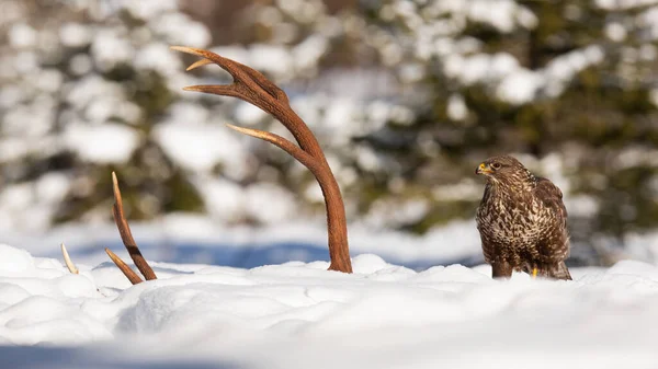 Poiana comune seduta accanto alle corna d'inverno — Foto Stock