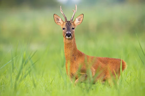 Roe ελάφι buck κοιτάζοντας στην κάμερα σε ψηλό πράσινο βλάστηση το καλοκαίρι της φύσης — Φωτογραφία Αρχείου