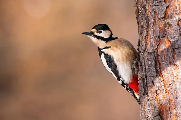 Great spotted woodpecker griping to the tree in garden and looking aside — Stock Photo, Image