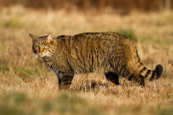 Interesado gato salvaje europeo mientras caza en el prado seco en otoño —  Fotos de Stock