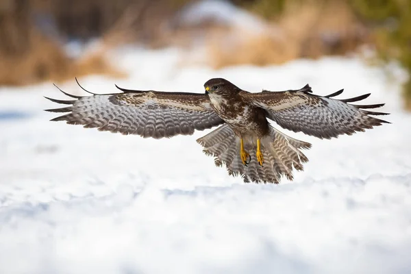 Majestoso buzzard comum decolando da neve durante a caça de inverno — Fotografia de Stock