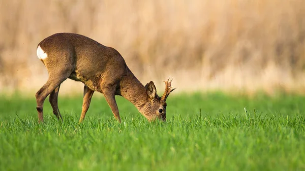 Male roe deer grazing on fresh grass on meadow in springtime. — Stock Photo, Image