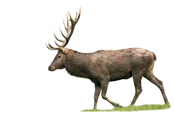 Majestátní červená jelen chůze na trávě izolované na bílém pozadí — Stock fotografie