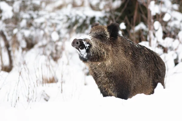 Wild boar sniffing on snow in winter nature — Stock Photo, Image