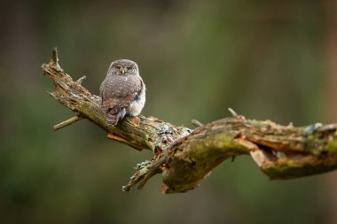 Avrasya pigme baykuşu fotokopi alanı olan yaşlı ağaçta oturuyor.