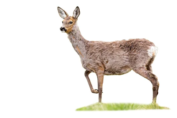 Gravid capriolo cervo in piedi su erba tagliato su bianco — Foto Stock