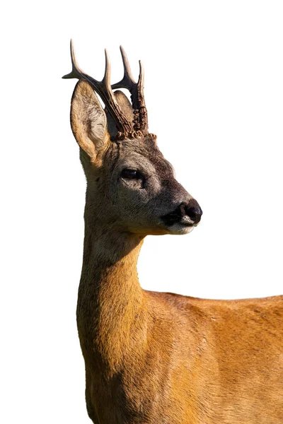 흰 배경에 외따로 떨어져 있는 사슴을 찾고 있는 붉은 사슴 — 스톡 사진