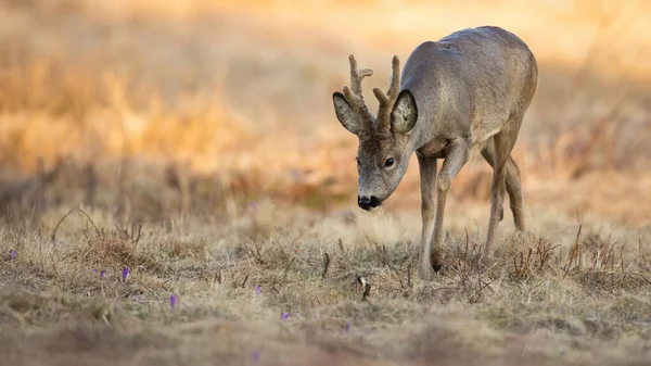 Roe jeleń buck wąchanie w suchej trawie wiosną słoneczny charakter — Zdjęcie stockowe