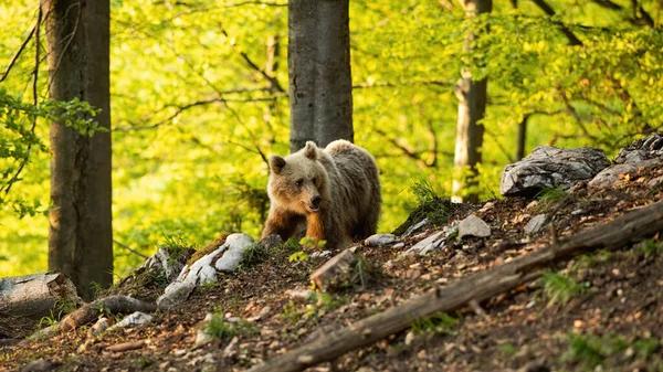 Orso bruno che cammina nella foresta nella natura primaverile. — Foto Stock