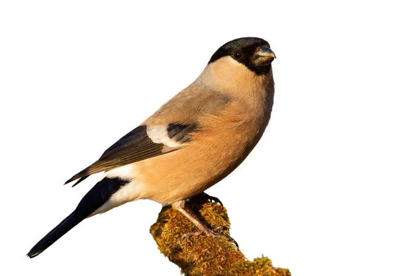 Eurasian bullfinch sitting on mossy branch cut out on blank — Stock Photo, Image