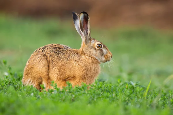 Liebre marrón sentada en trébol verde en la naturaleza de primavera. — Foto de Stock