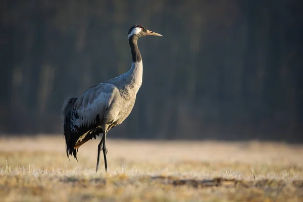 Guindaste comum andando no prado seco no outono natureza — Fotografia de Stock