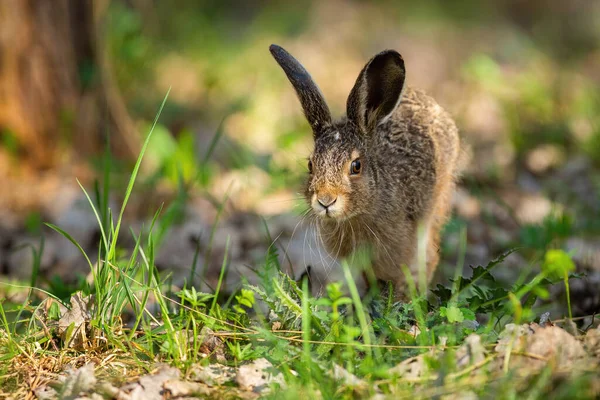 Petit lièvre brun sautant sur l'herbe au printemps nature — Photo