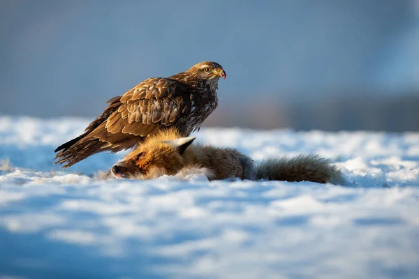 Common buzzard sitting on snow in wintertime nature — Stock Photo, Image
