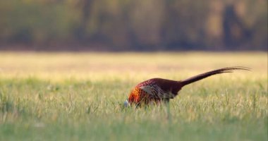 Baharda yeşil bir çayırda beslenen erkek sülün.