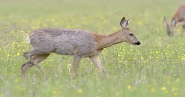 Veado fêmea corça andando através de um prado na primavera com fanfarrão marcando seu território atrás — Vídeo de Stock