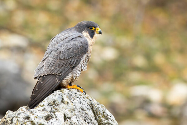 Magnificent peregrine falcon staring on rock in spring.