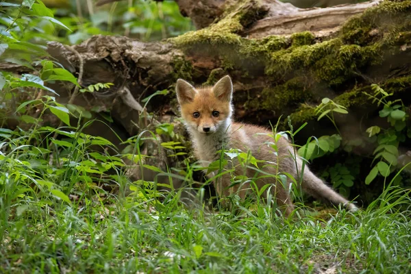 Pequeno filhote de raposa vermelha em pé na floresta no verão natureza — Fotografia de Stock