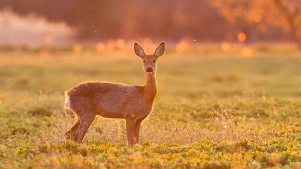 Roe deer doe standing on a green field in spring nature backlit by evening sun. — Stock Photo, Image