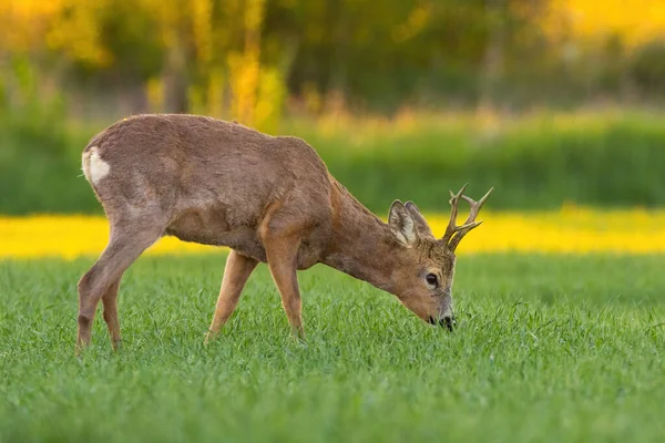 Rehbock mit Geweih grast auf Heufeld im Frühling Natur bei Sonnenuntergang. — Stockfoto