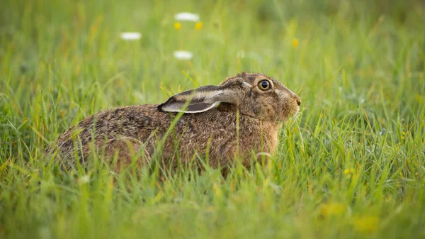 Félek, hogy barna nyúl rejtőzik a zöld mezőn, lehúzott fülekkel. — Stock Fotó