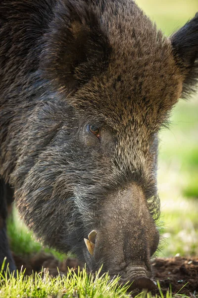 夏季自然草场野生野猪觅食的细节. — 图库照片