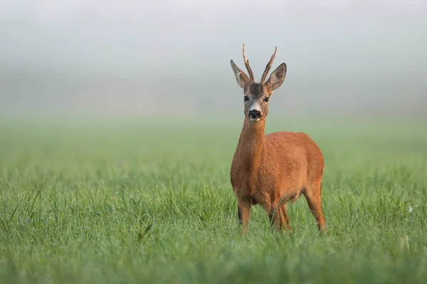 Ciervo de corzo de pie en los pastizales en la niebla de la mañana de primavera — Foto de Stock