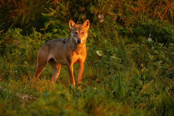 オオカミは夏の自然の中で荒野の中でカメラを見て — ストック写真