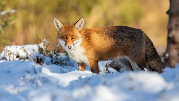 Рыжий лис наблюдает за белым снегом в зимней природе — стоковое фото