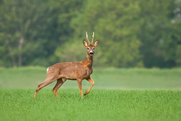 Ciervo de corzo de pie en el campo verde y piel cambiante en la naturaleza de primavera —  Fotos de Stock