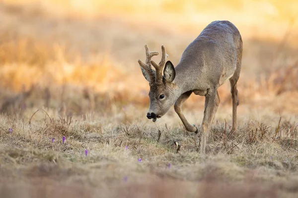 Ciervo de corzo con cuernos cubiertos de terciopelo caminando por el prado — Foto de Stock