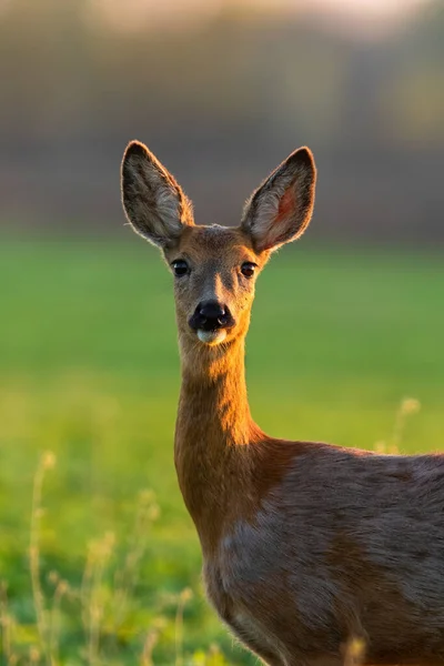 붉은 사슴은 가까이 서 햇빛을 받으며 유유히서 있다 — 스톡 사진