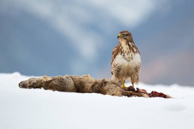 Kış mevsiminde karlı alanda oturan sıradan bir akbaba.