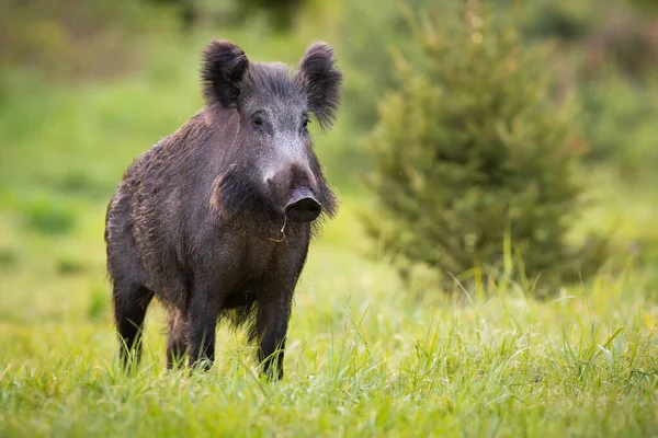 Wild boar standing on fresh grass in springtime nature — Stock Photo, Image