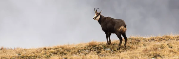 Tatra zámiš stojící na obzoru v podzimní přírodě. — Stock fotografie