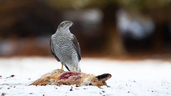 Northern goshawk standing on white meadow in winter — Stock Photo, Image