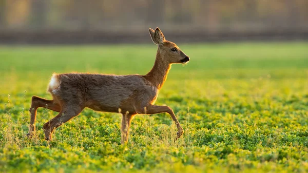 春光下在草原上奔跑的鹿群. — 图库照片