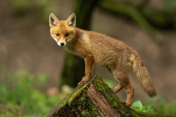 Bebé zorro rojo escalando en muñón musgo en la naturaleza de primavera — Foto de Stock